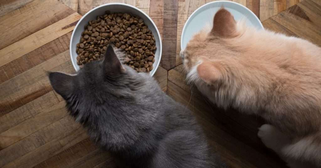 How to Keep a Cat From Eating Too Fast