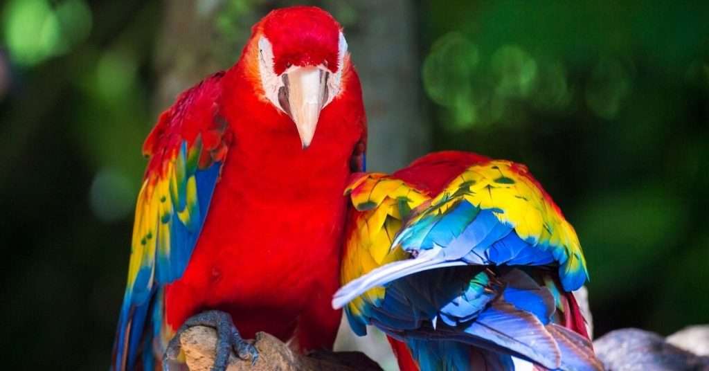 How to Maintain Your Parrot's Nails