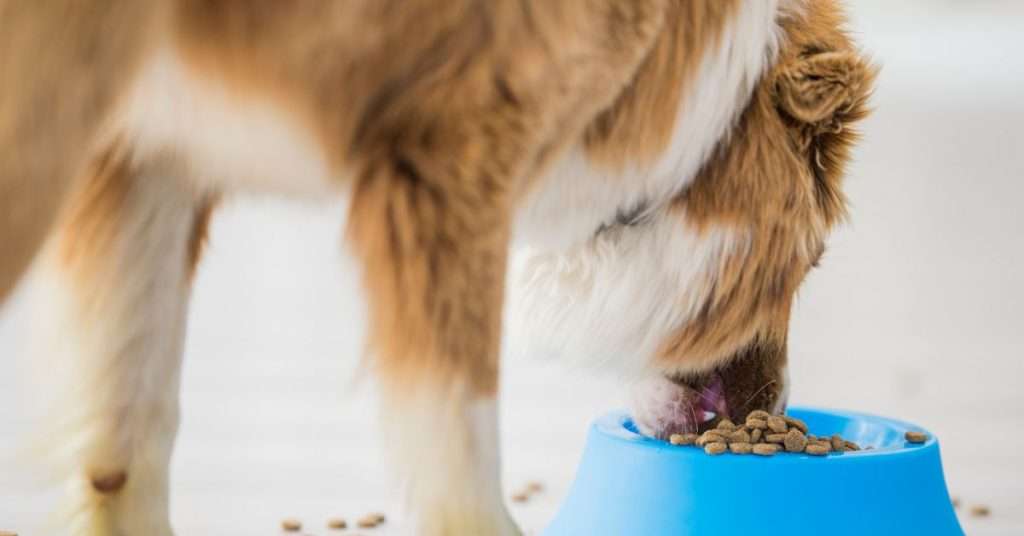 How to Make Homemade Dog Food: 5 Important Guidelines