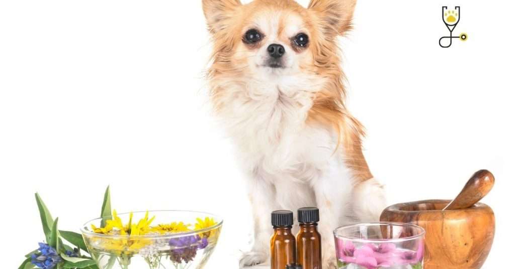 How to Make Virgin Coconut Oil for Your Dog