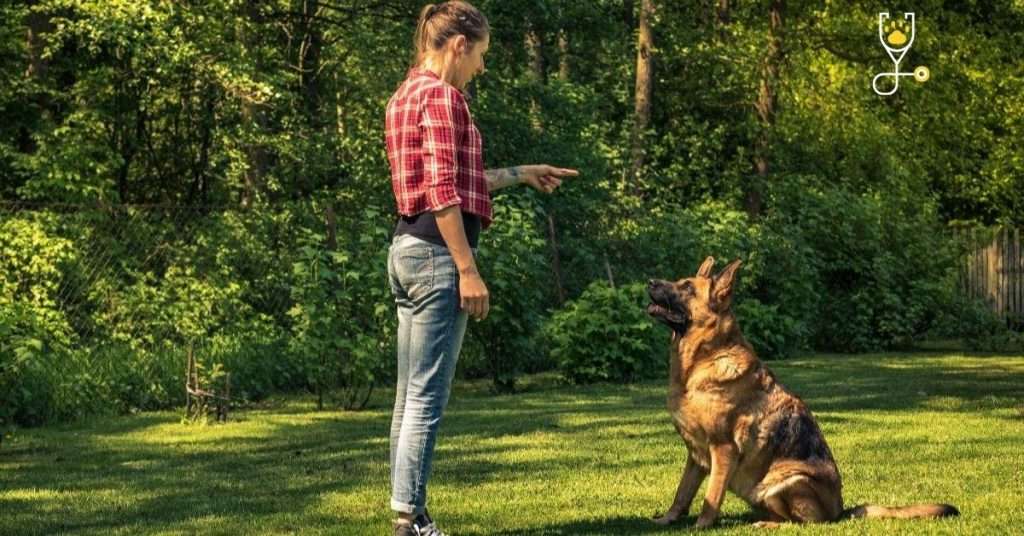 How to Start German Shepherd Obedience Training