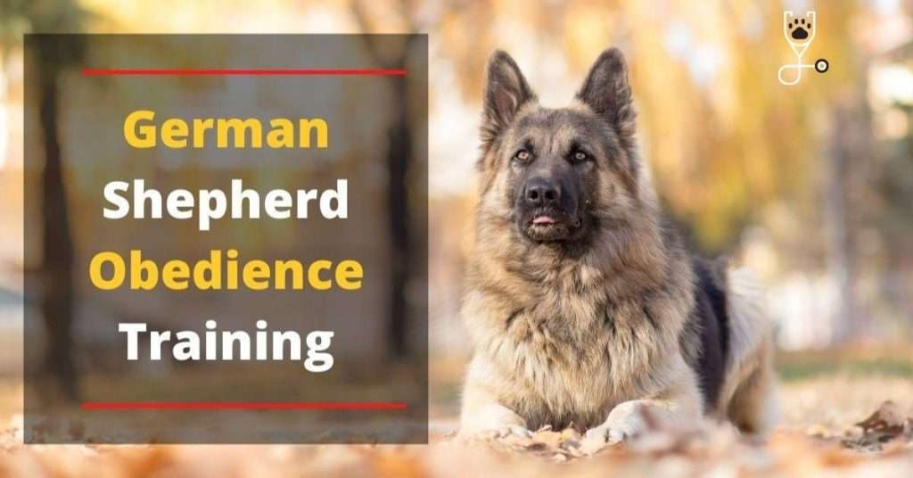 How to Start German Shepherd Obedience Training