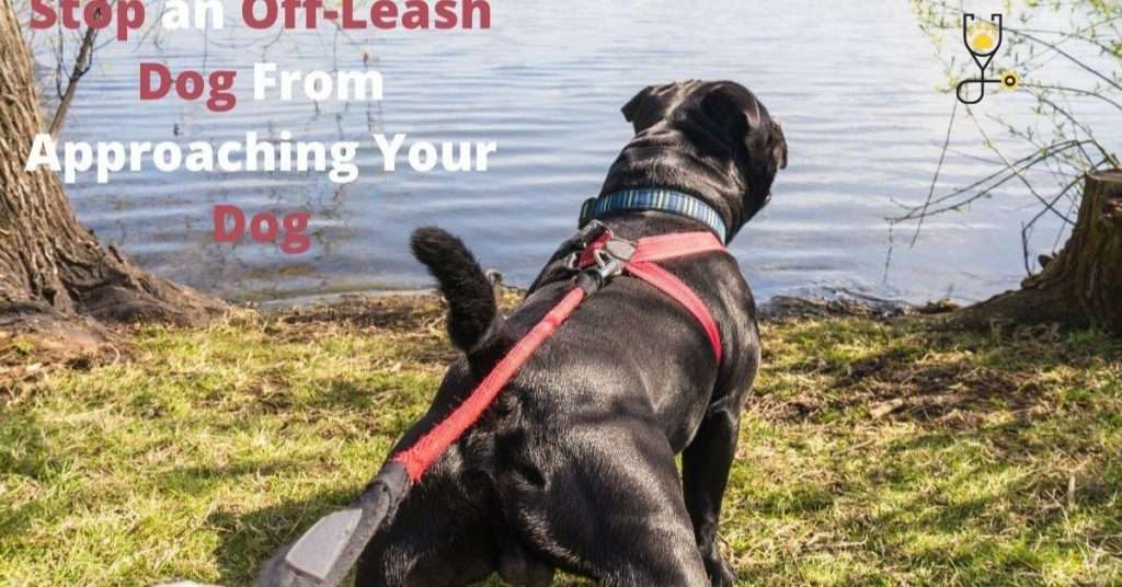 How to Stop an Off-Leash Dog From Approaching Your Dog