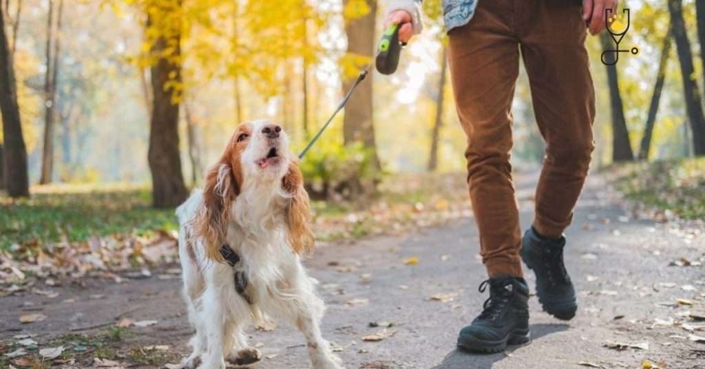 How to Stop an Off-Leash Dog From Approaching Your Dog