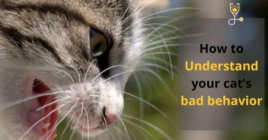 How to Understand your cat’s bad behavior: “Tips on how to stop them”