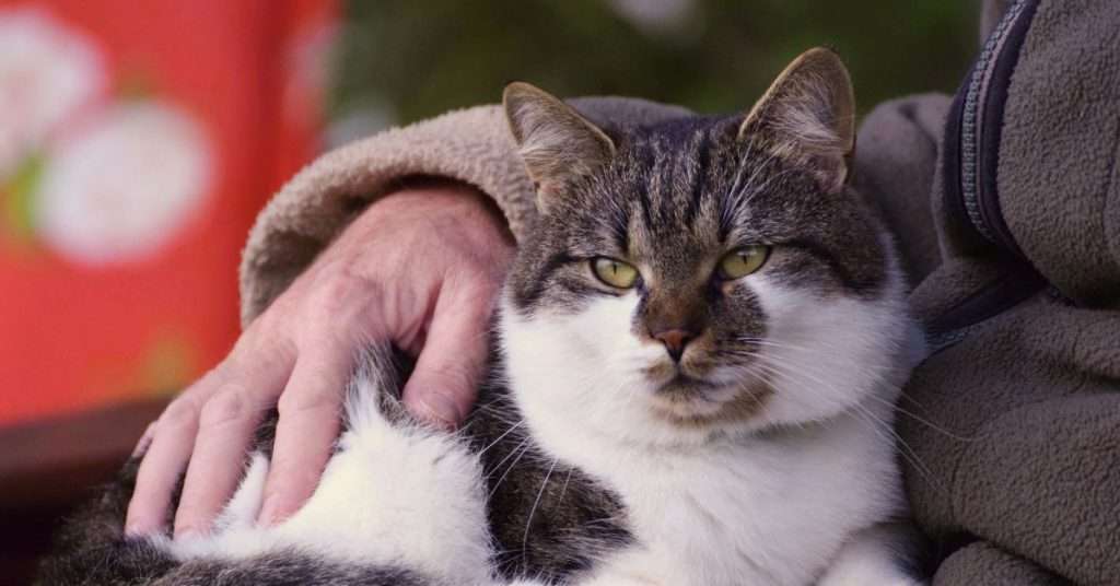 Improving the Quality of Life for Your Senior Cat