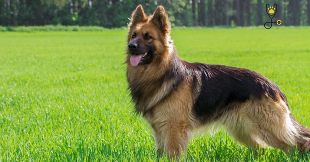 Is Raw Food Safe for German Shepherd Dogs?