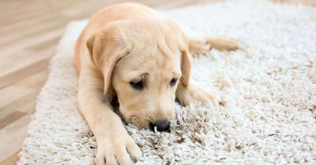 Must-Have Products If Your Dog Won’t Stop Peeing on Your Carpet