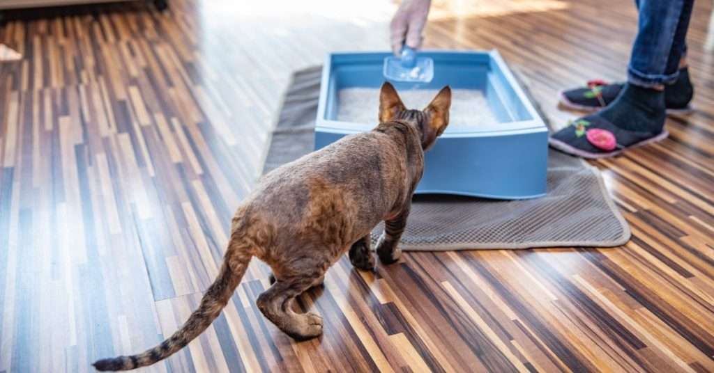 What's The Popular Brand Of Cat Litter? Veterinary Articles