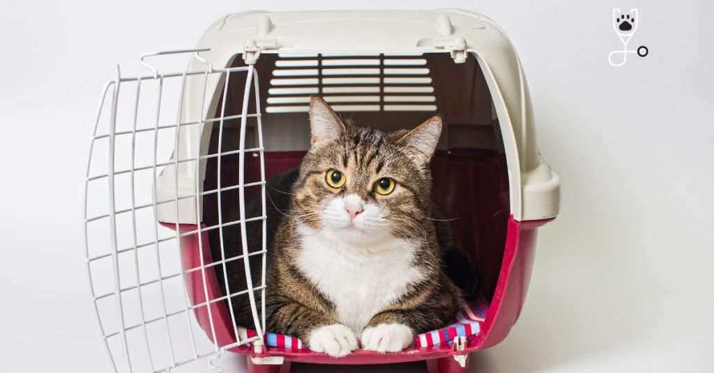 Pros and Cons of a Wire Frame Cat Carrier