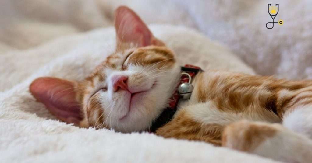 Reason Behind Why Do Cats Sleep So Much