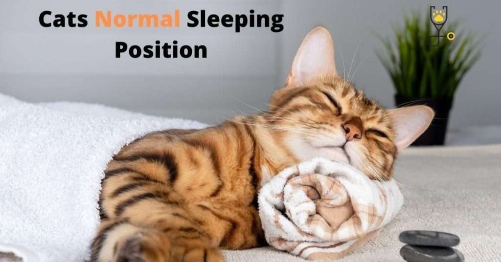 Reason Behind Why Do Cats Sleep So Much