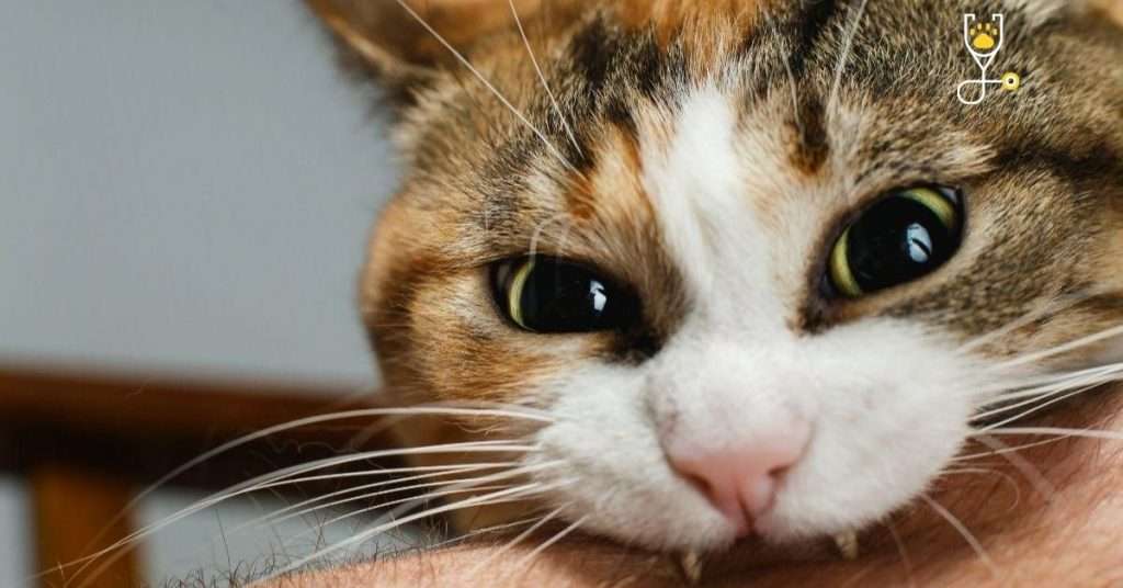 Reasons Behind Cats Biting and How to Prevent from Biting