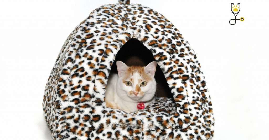 Recommended Heated Cat Beds