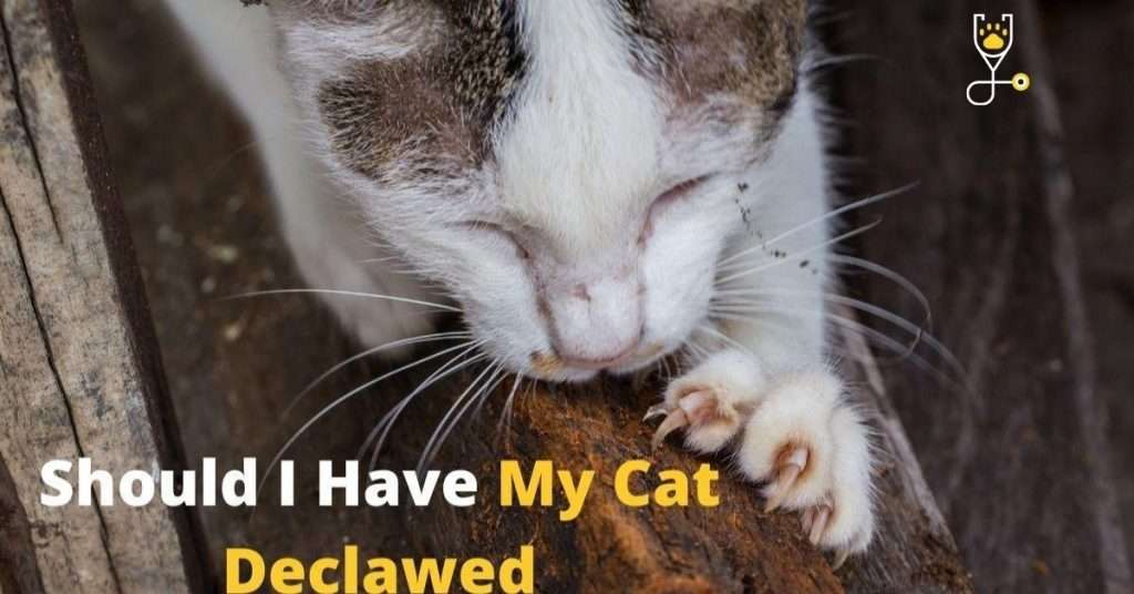 Should I Have My Cat Declawed? Benefits and Drawbacks