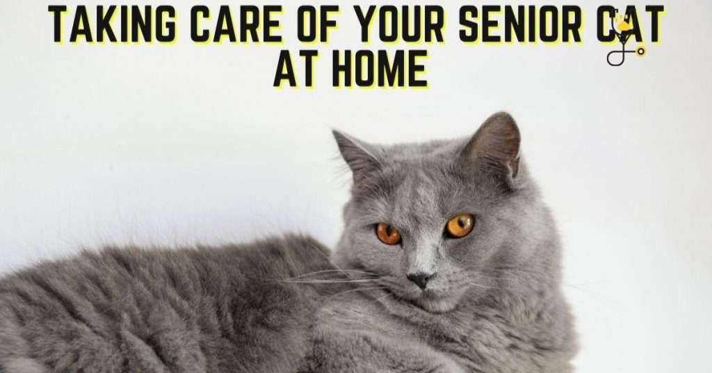 Taking Care of Your Senior Cat at Home When No Vet Is Available