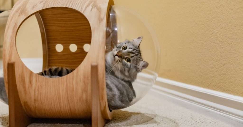 The Best Cat-Approved Toys for Independent Play
