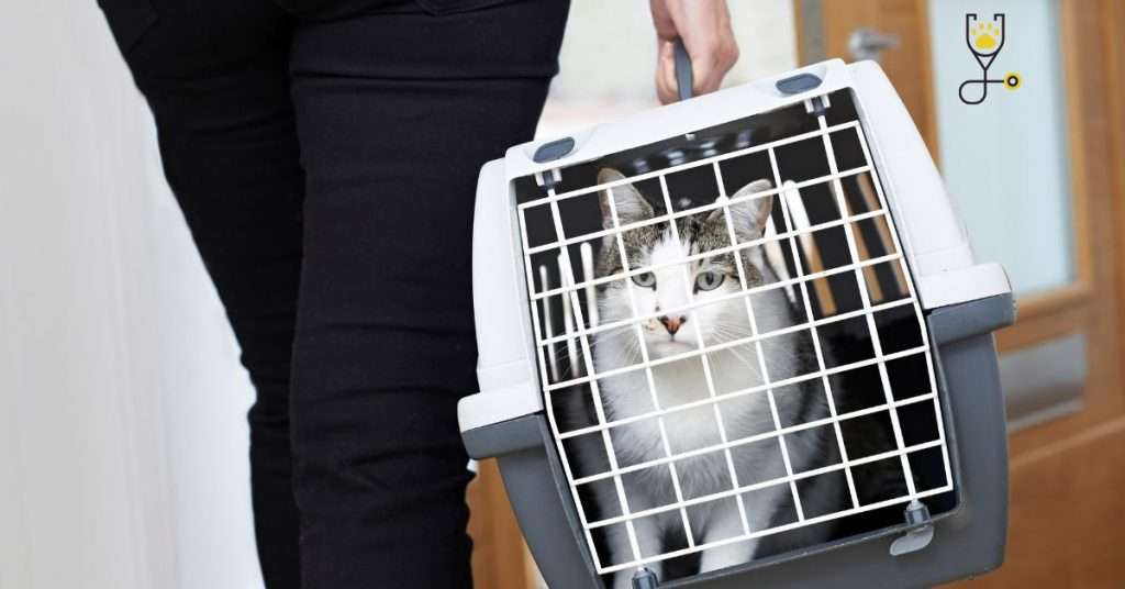 The Best Cat Carriers for Car or Plane Travel 