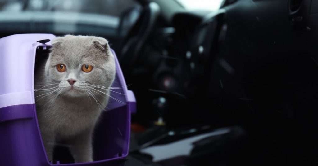The Best Cat Carriers for Car or Plane Travel 