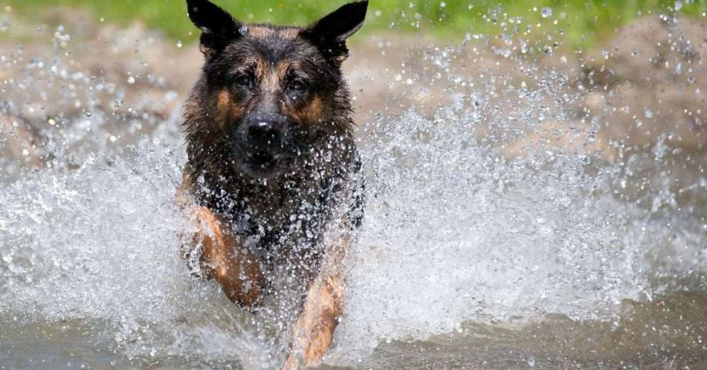 The Best Drinking Bowls for German Shepherds