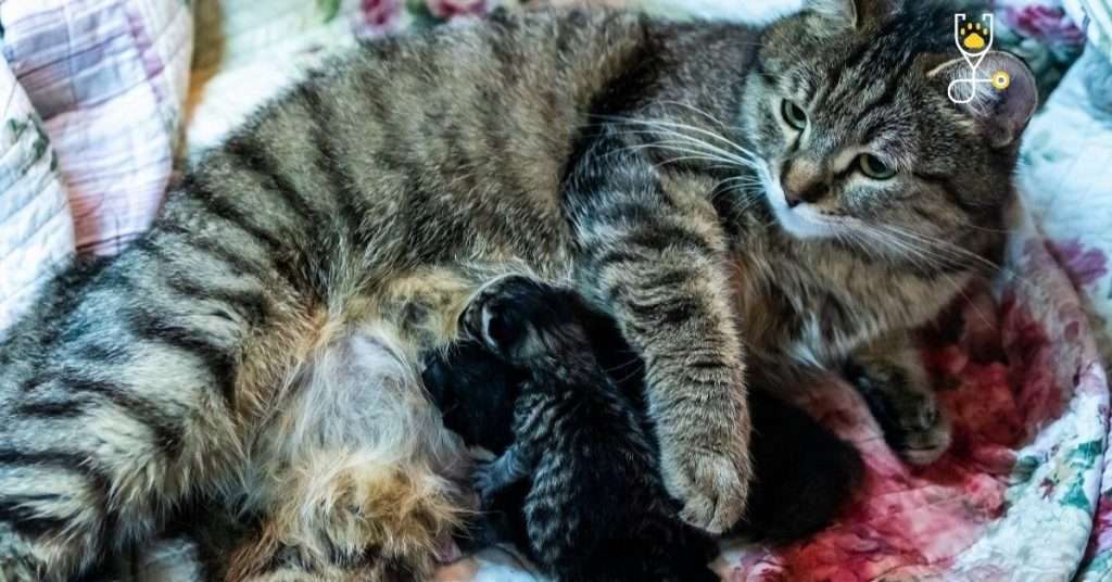 The Best Methods of Birth Control for Your Cat