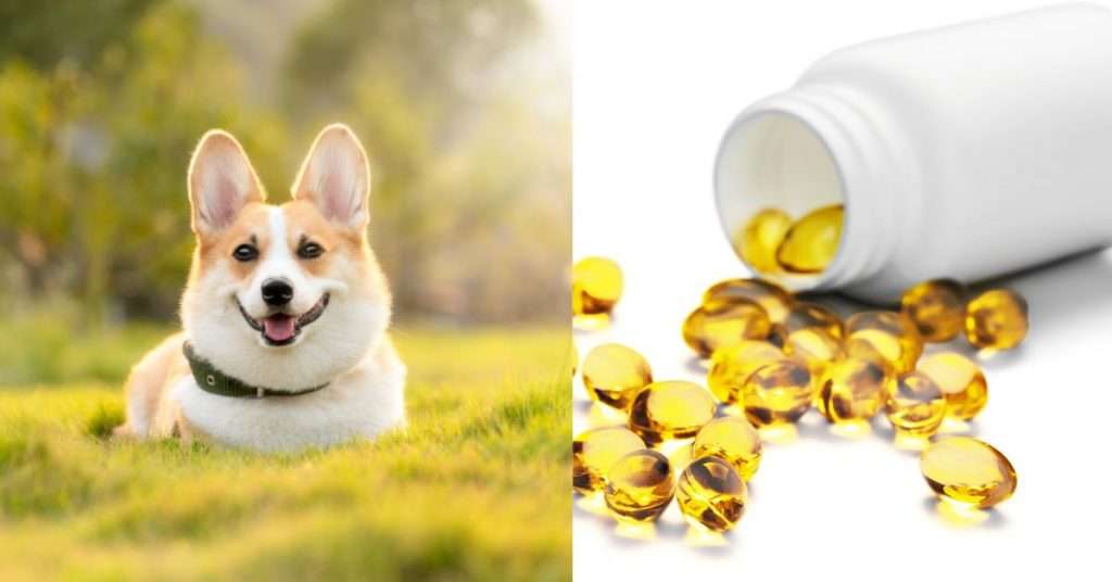 The Best Dietary Supplements to Keep Your Dog's Skin and Coat Healthy