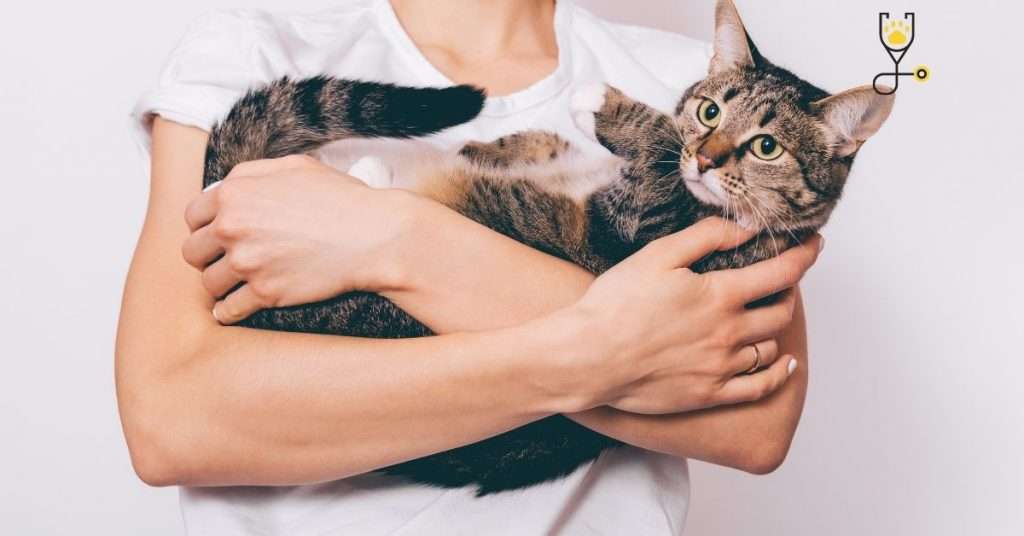 Advantage of owning a cat: affectionate & Passionate companions
