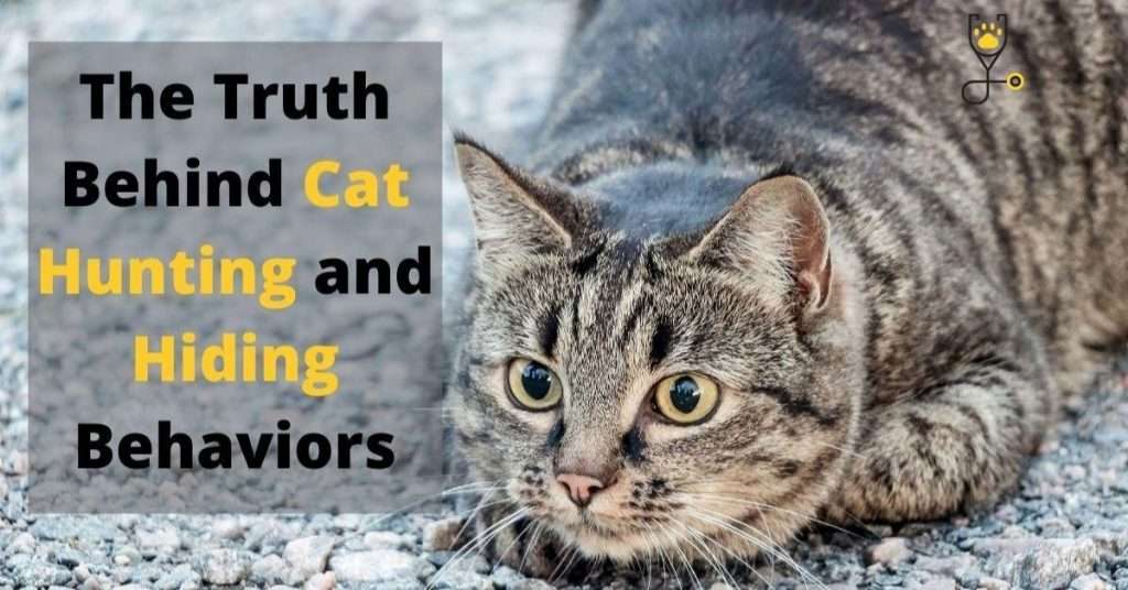 The Truth Behind Cat Hunting and Hiding Behaviors