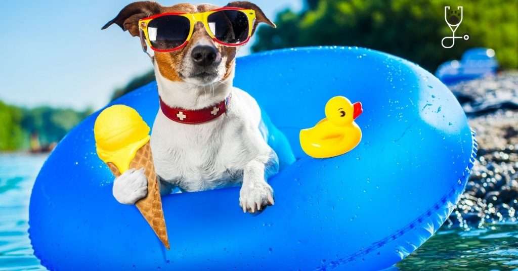 Tips to Keep Your Dog Cool This Summer
