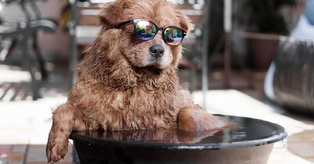 Tips to Keep Your Dog Cool This Summer