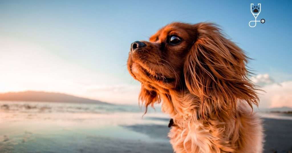 Tips to Keep Your Dog Safe at the Beach