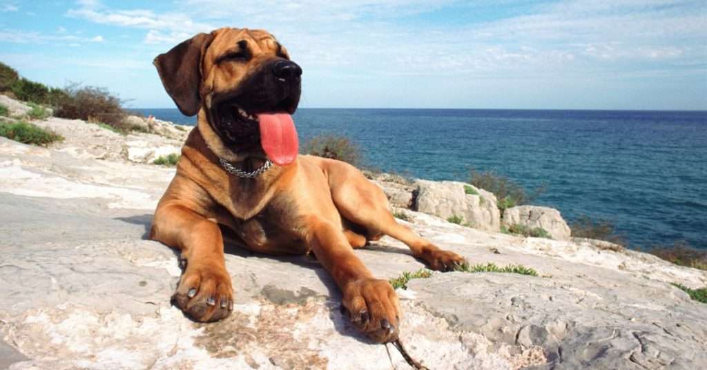 Tips to Keep Your Dog Safe at the Beach