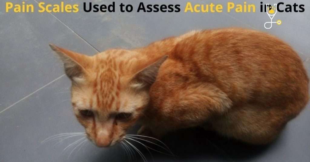 Types of Pain Scales Used to Assess Acute Pain in Cats