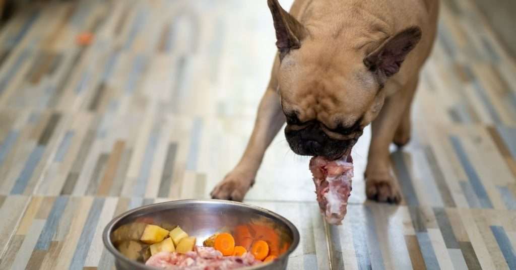 What Are The Best Veterinarian-Recommended Dog Foods?