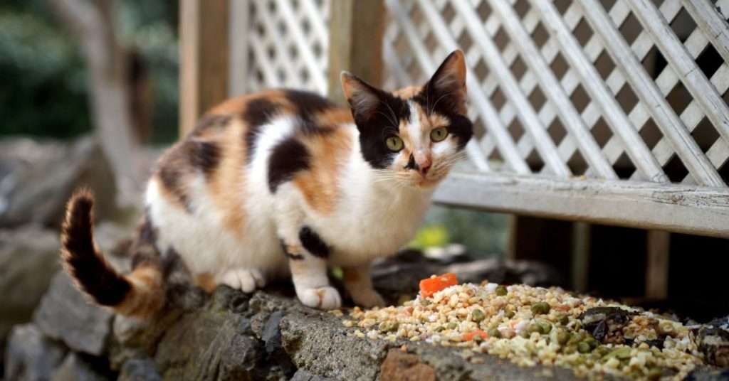 What Do You Feed a Stray Cat?