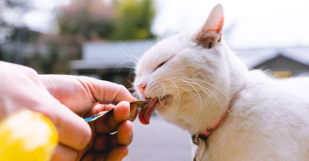 What Do You Feed a Stray Cat?