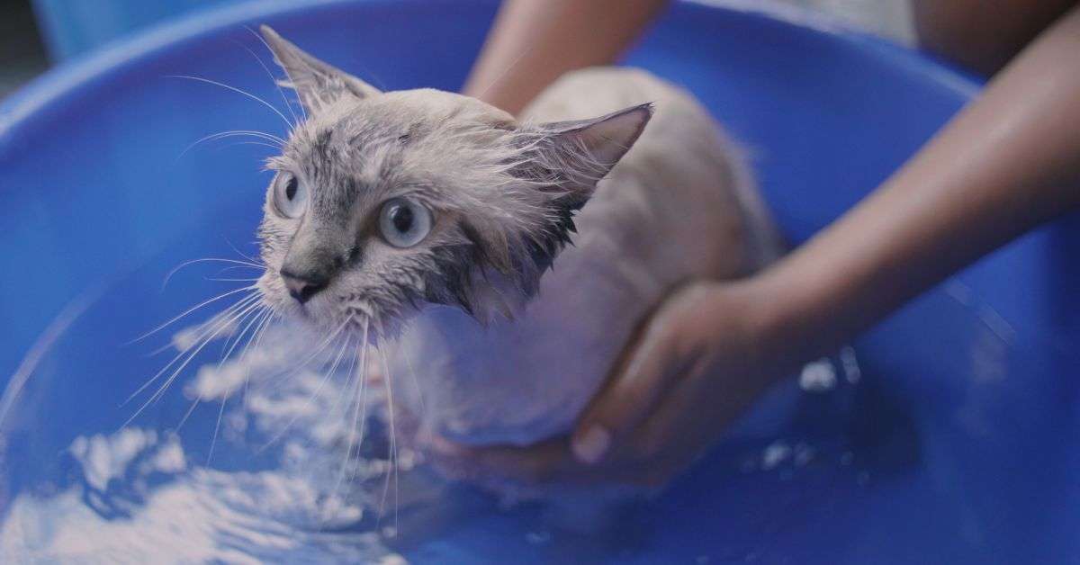 How To Bathe A Cat Best Methods Veterinary Articles