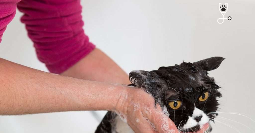 What to Bathe a Cat With and Best Methods
