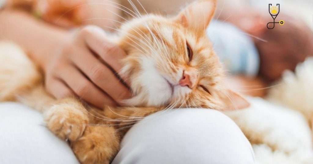 Why Cats Like Being Pet
