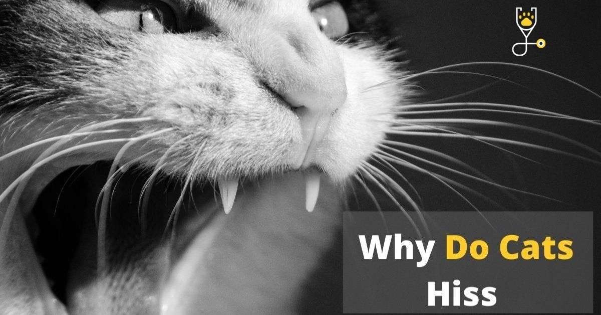 Why Do Cats Hiss For No Reason? | Veterinary Articles