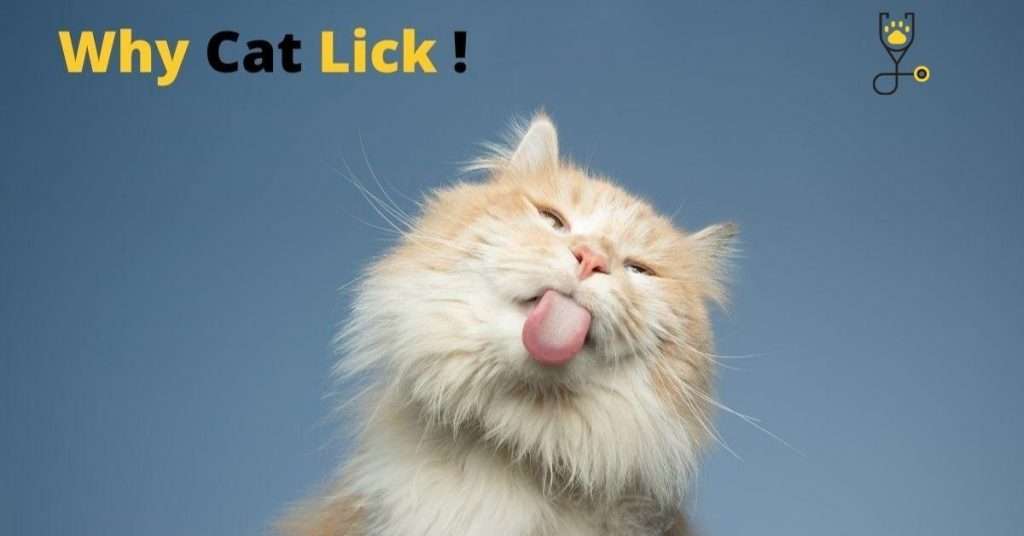 Why Do Cats Lick and Is It Harmful?