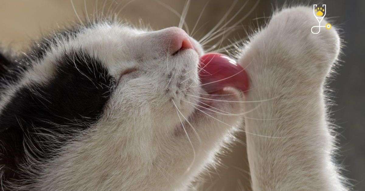 Do Cats Lick Themselves When In Pain