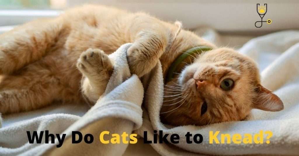 Why Do Cats Like to Knead?