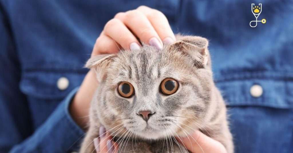 Why Do Cats Like To Knead? Veterinary Articles