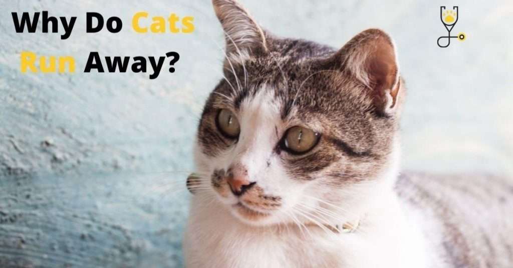 Why Do Cats Run Away and Leave Home or Not Come Back?