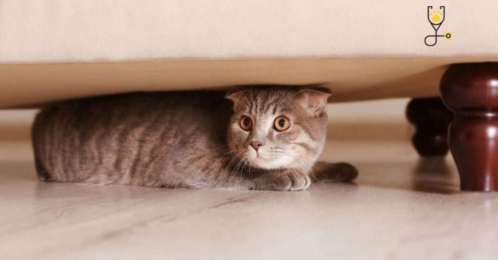 Why Do Cats Run Away and Leave Home or Not Come Back?