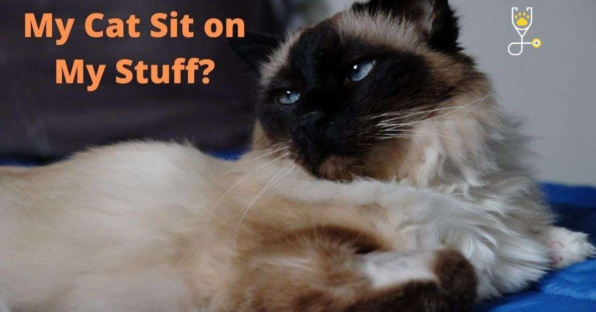 why-does-my-cat-sit-on-my-stuff-veterinary-articles