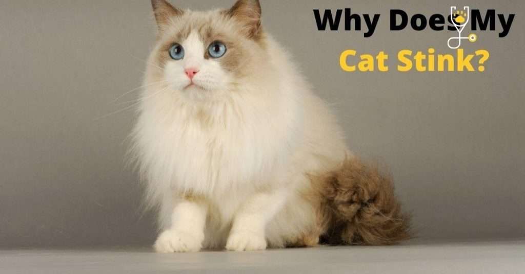 Why Does My Cat Stink?