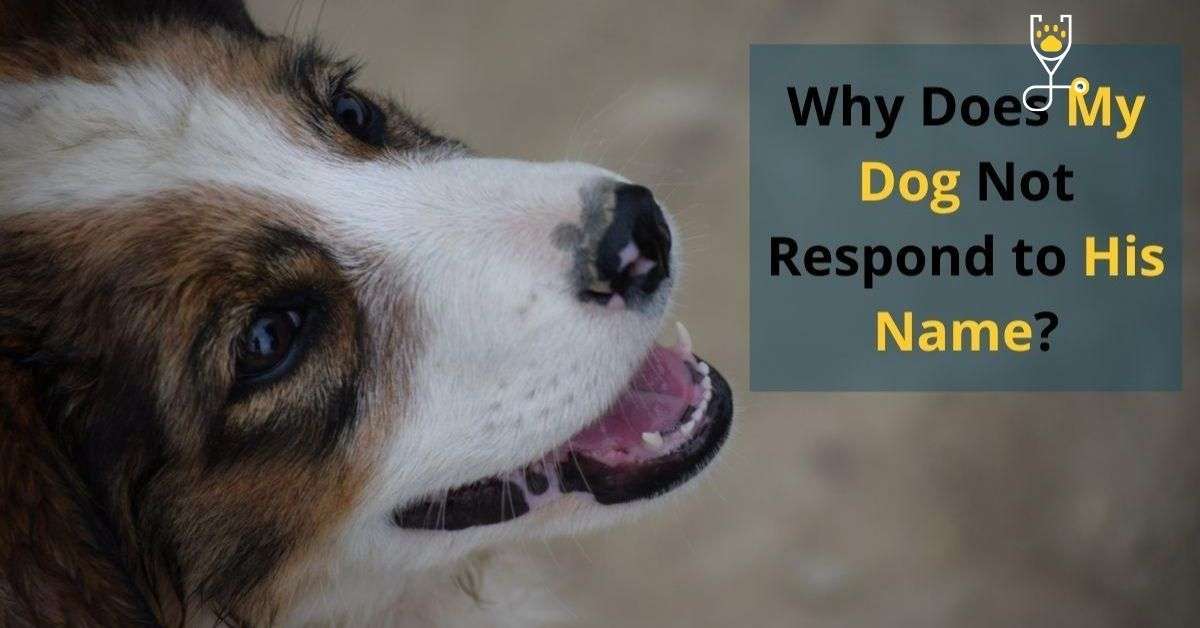 Why Does My Dog Not Respond To His Name? | Veterinary Articles