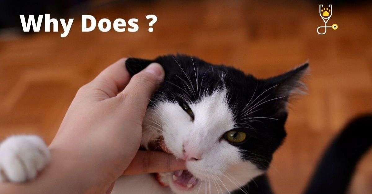 why-does-my-kitten-bite-me-veterinary-articles